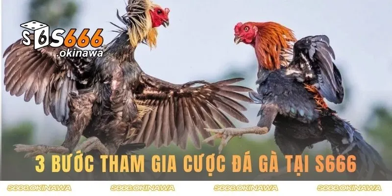 3 bước đơn giản tham gia cược đá gà tại S666