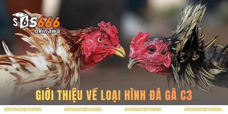 Tổng quan về hình thức thi đấu đá gà c3