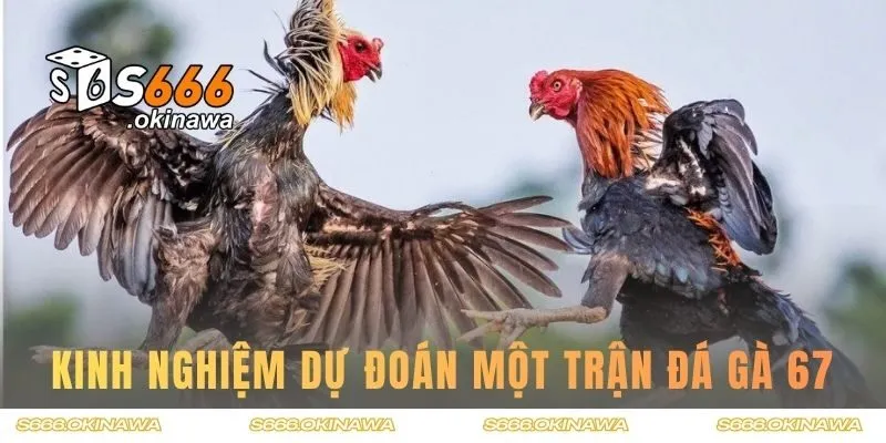 Kinh nghiệm dự đoán một trận đá gà 67