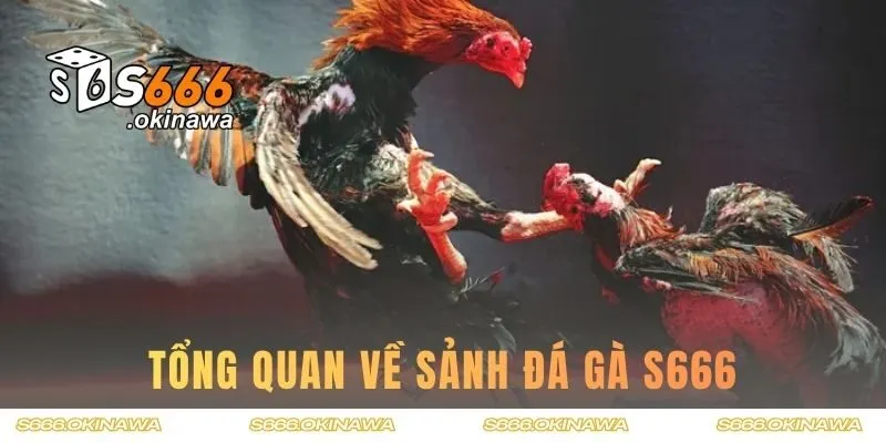 Tổng quan về sảnh đá gà S666